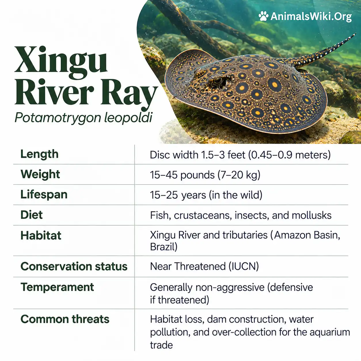 Xingu River Ray