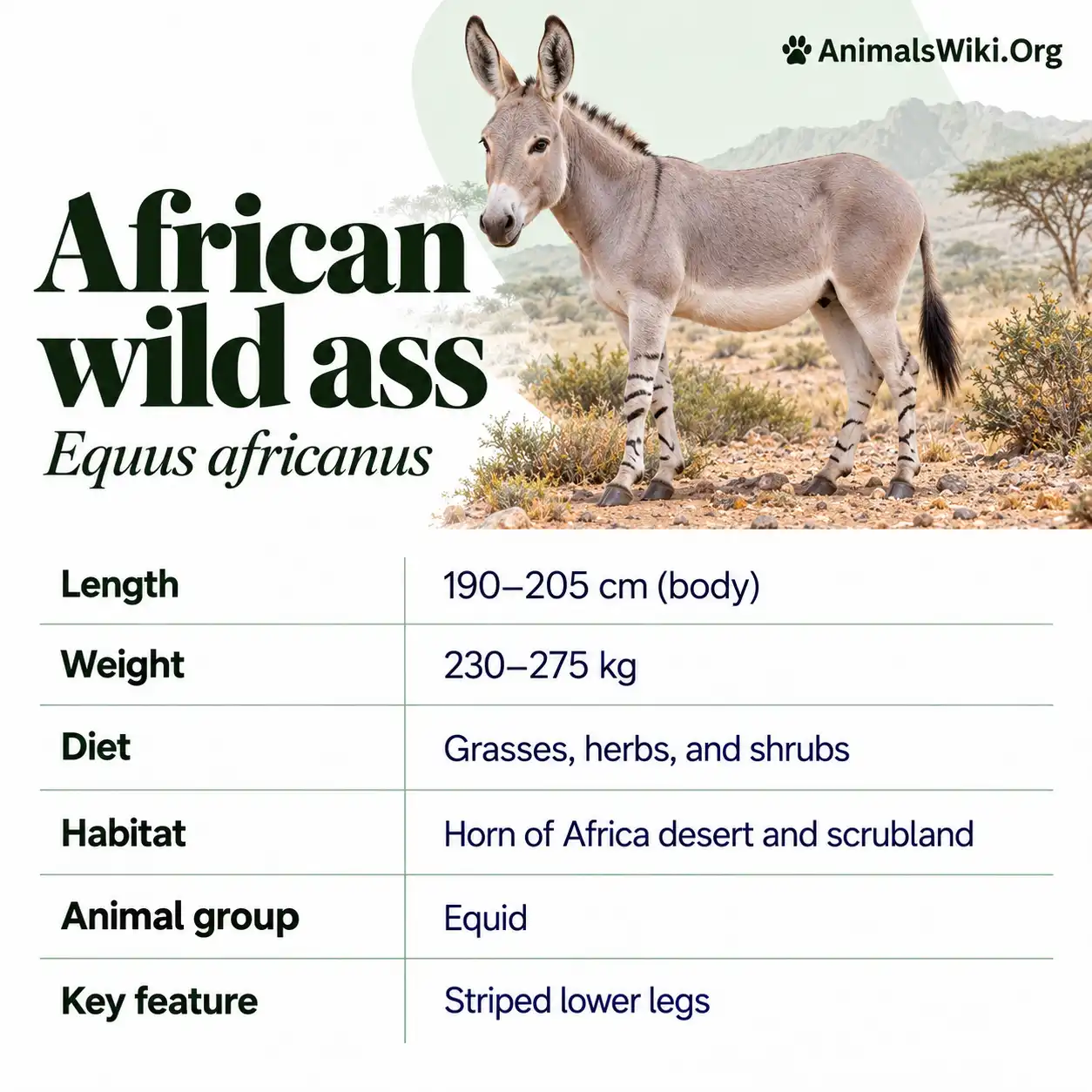 Eququs African Wild Ass Facts, Equus africanus Habitat, Conservation