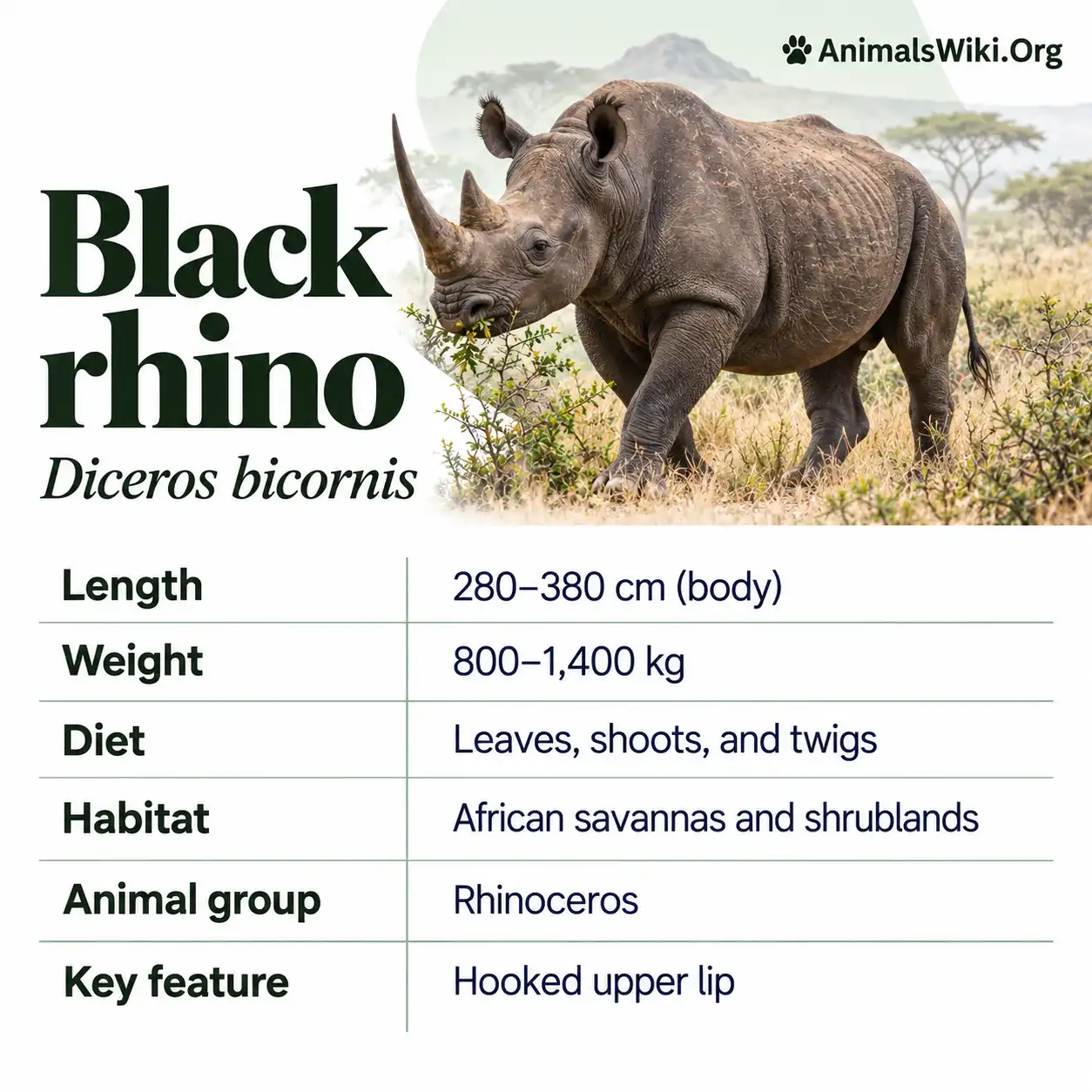 Black Rhino Facts, Diceros bicornis, Hook-lipped Rhinoceros