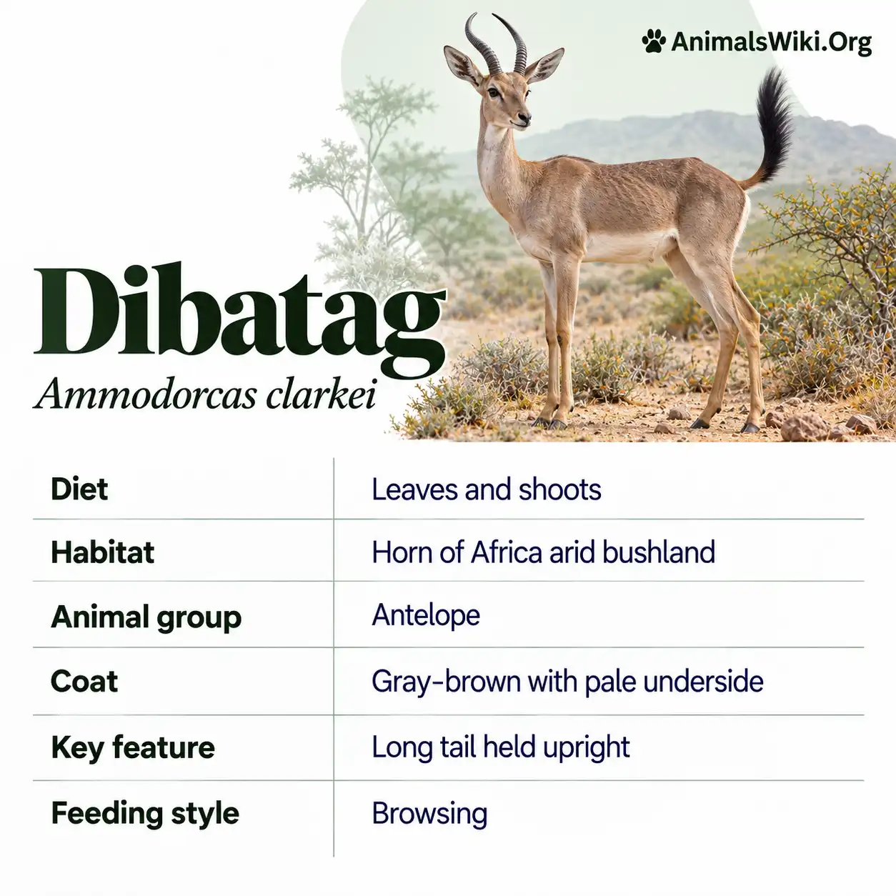 Somali Table Dibatag Antelope Facts, Ammodorcas clarkei, Somali Wildlife