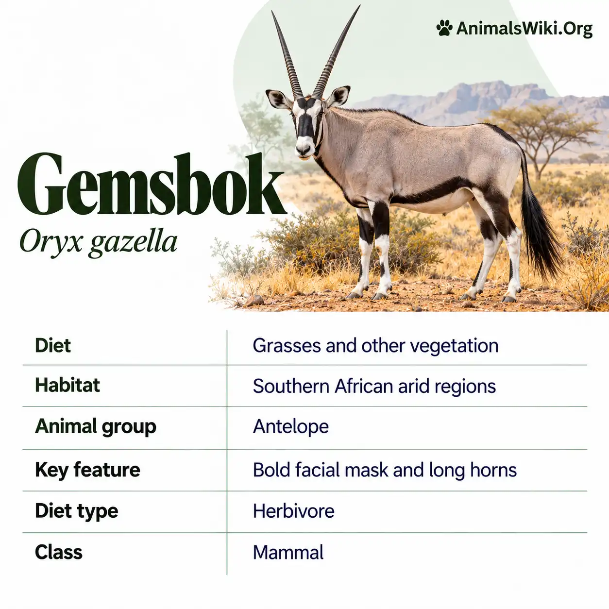 Gemsbok Facts, Southern Africa’s Remarkable Desert Antelope