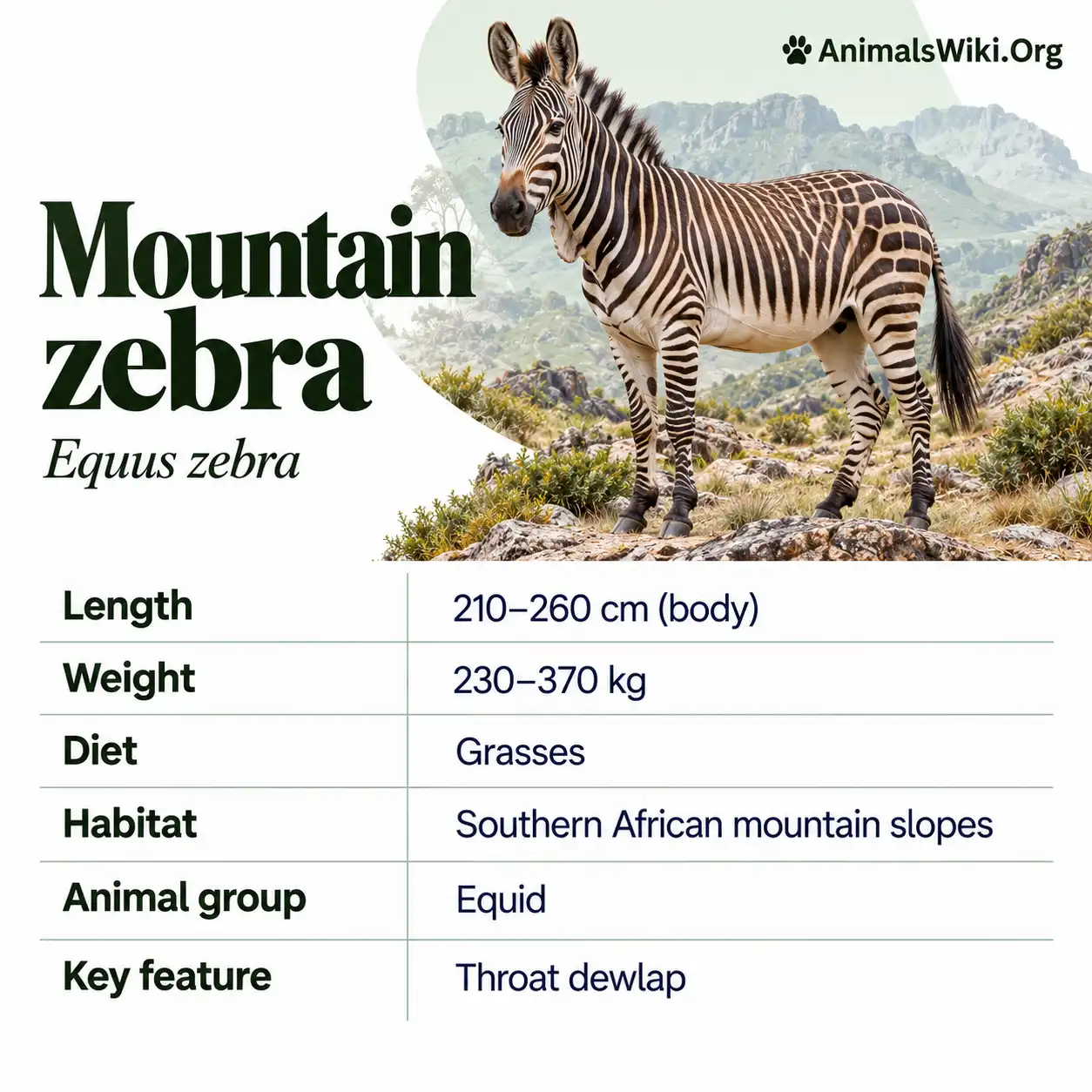 Eququs Mountain Zebra Facts, Equus, Habitat, Conservation & Threats