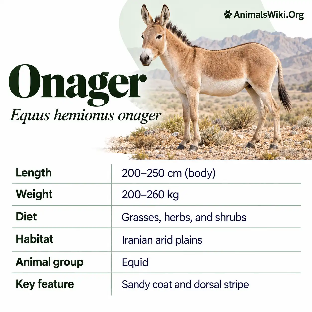 Breading Digest Onager Facts, Habitat, Diet, Equus hemionus, Asiatic Wild Ass