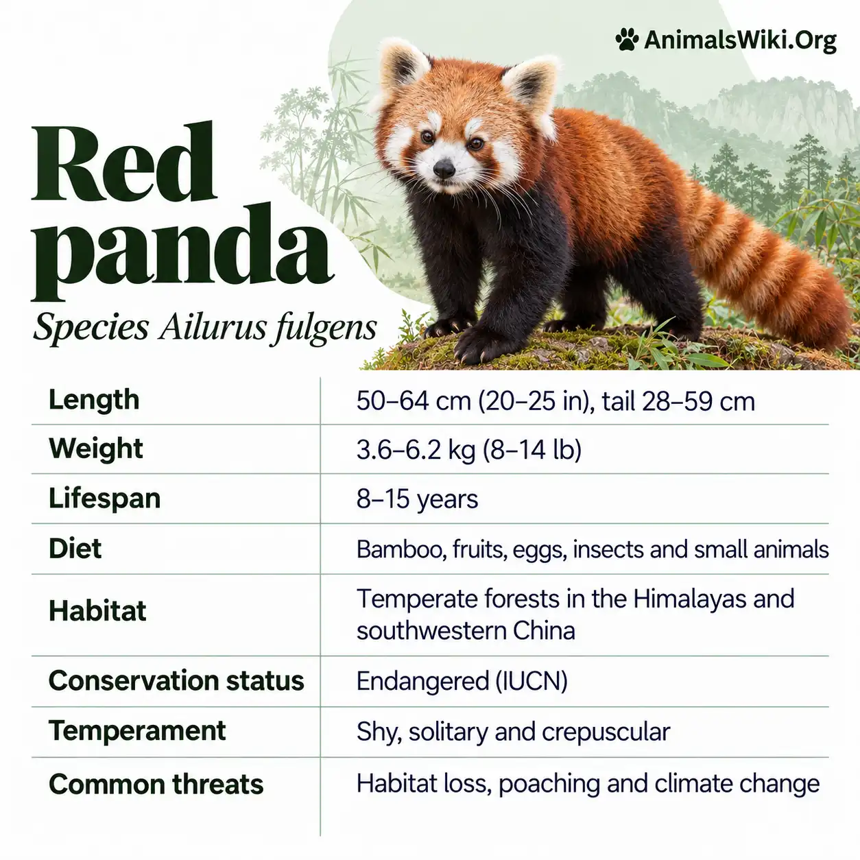 Red Pandas Red Panda Facts, Habitat, Diet, Behavior, Climbing Skills