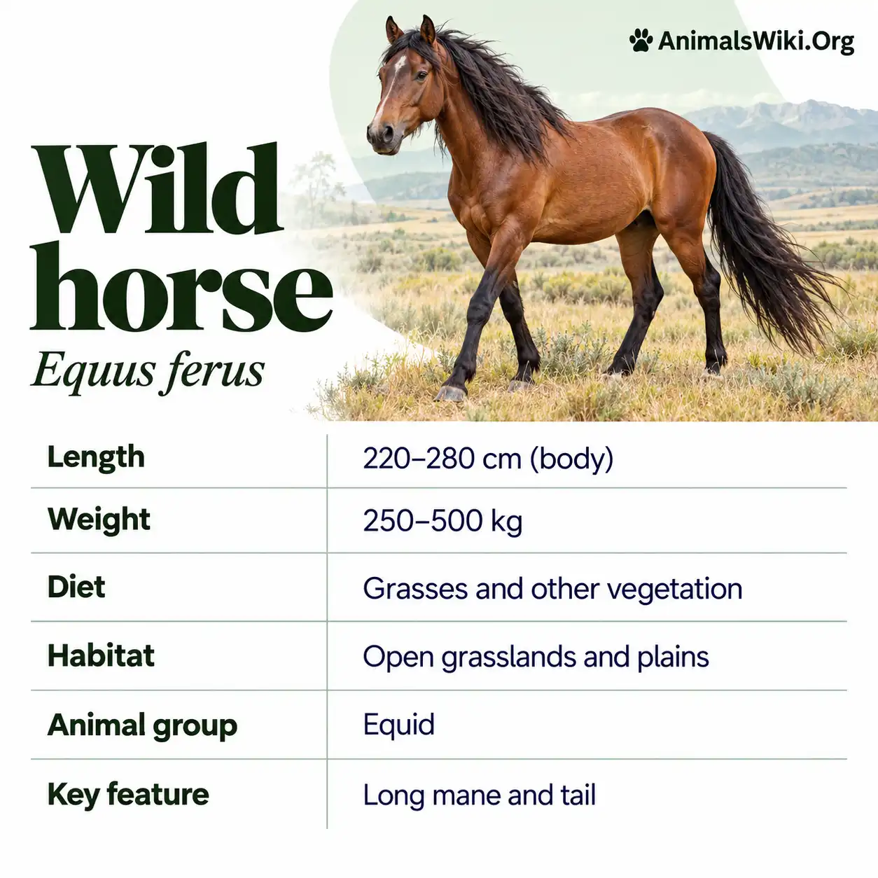 Stallion Behavior Wild Horse Facts, Habitat, Diet, Behavior & Conservation Efforts